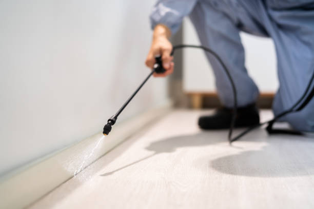 Wasp Removal Services in Villas, FL
