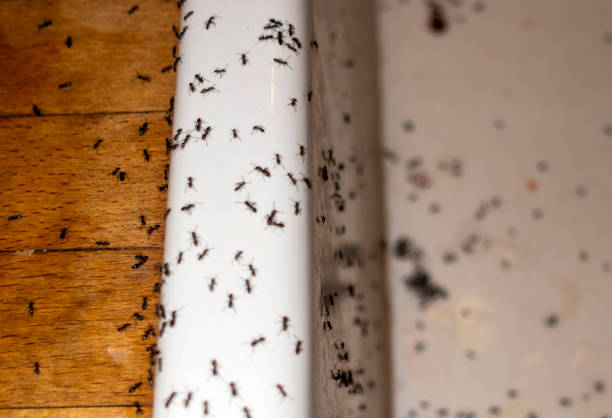 Best Wasp Removal Services  in Villas, FL
