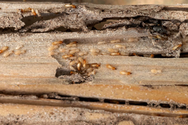 Best Exterminator Services  in Villas, FL