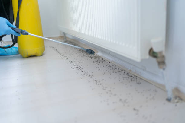 Best Flea Control Services  in Villas, FL